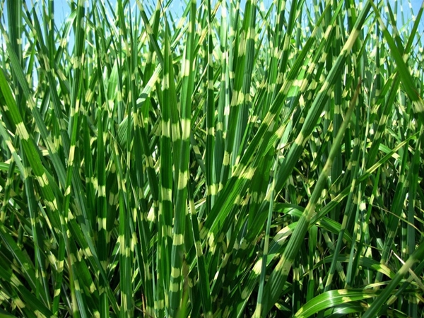 Miskantas kininis ,Little Zebra' (lot. Miscanthus sinensis) Miskantas kininis ,Little Zebra' (lot. Miscanthus sinensis)